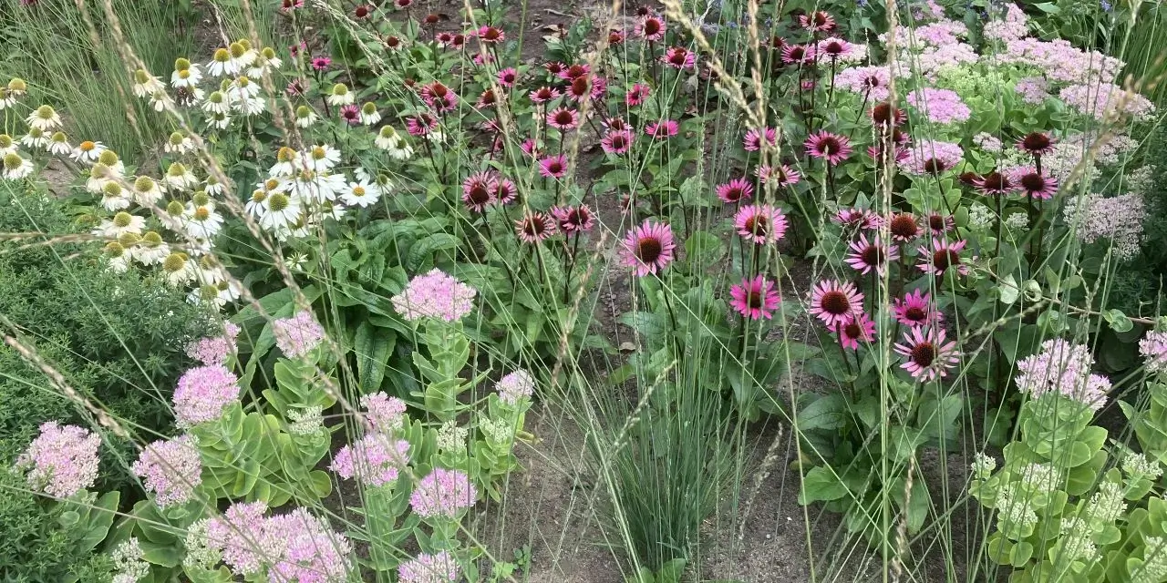 Een border vol met bloeiende planten